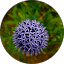 Rebecca S. Avatar